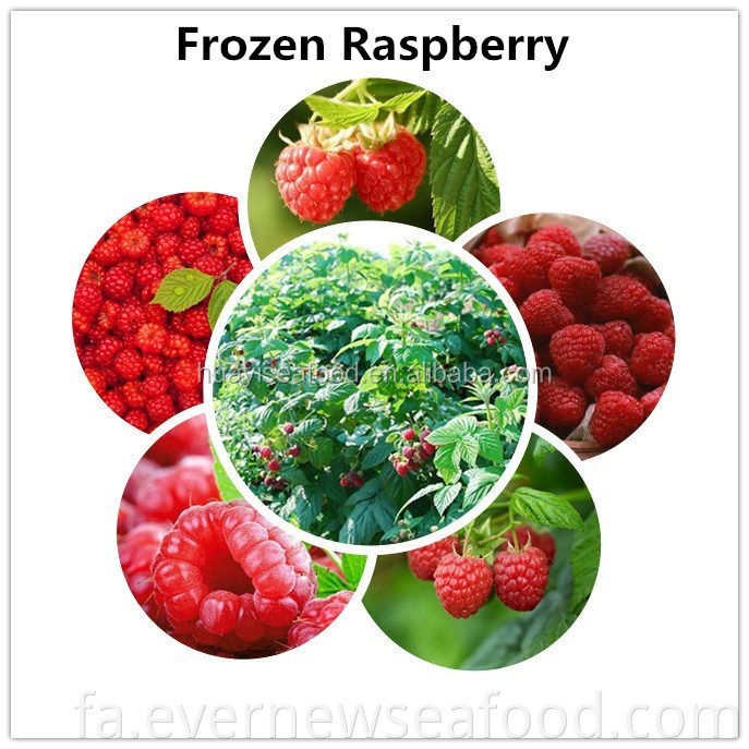 فروش خرچنگ شنای آبی منجمد کارخانه ای با قیمت ارزان